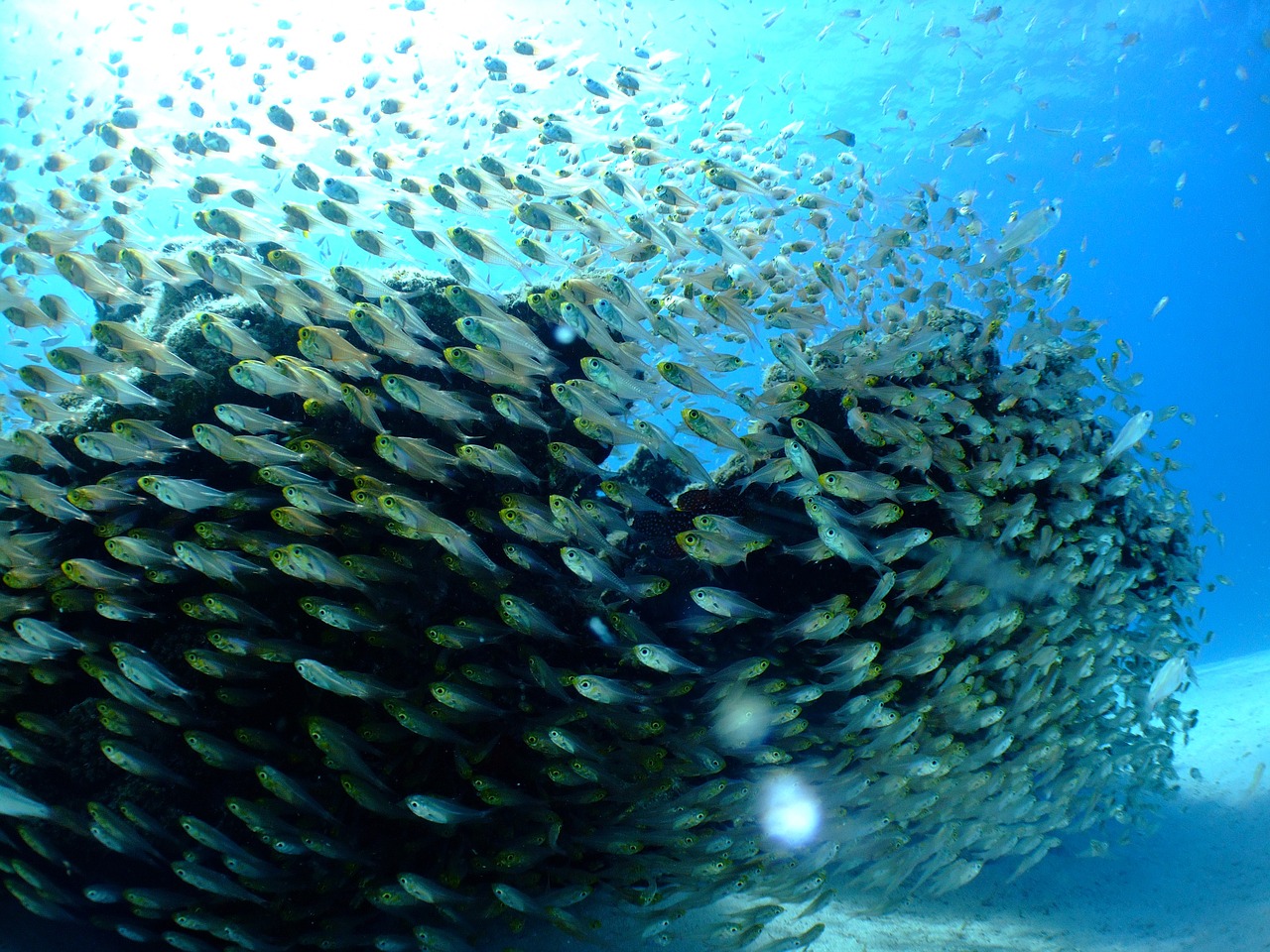 sea fish diving free photo