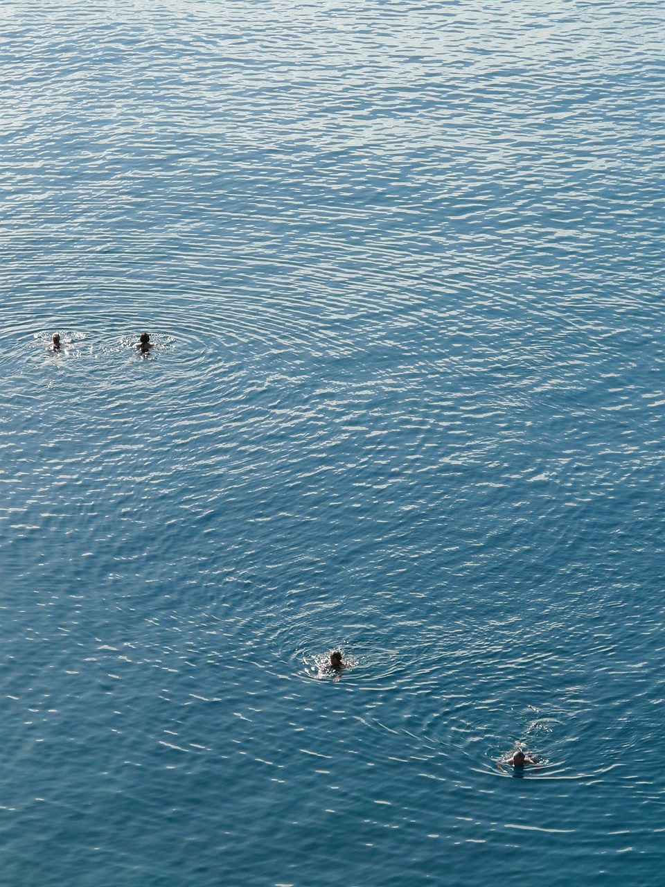 sea swim water free photo