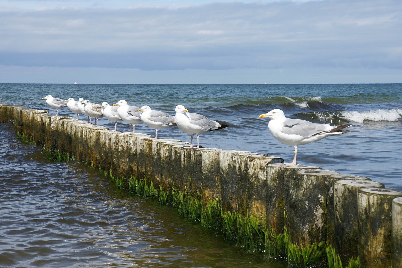 sea gulls groyne free photo