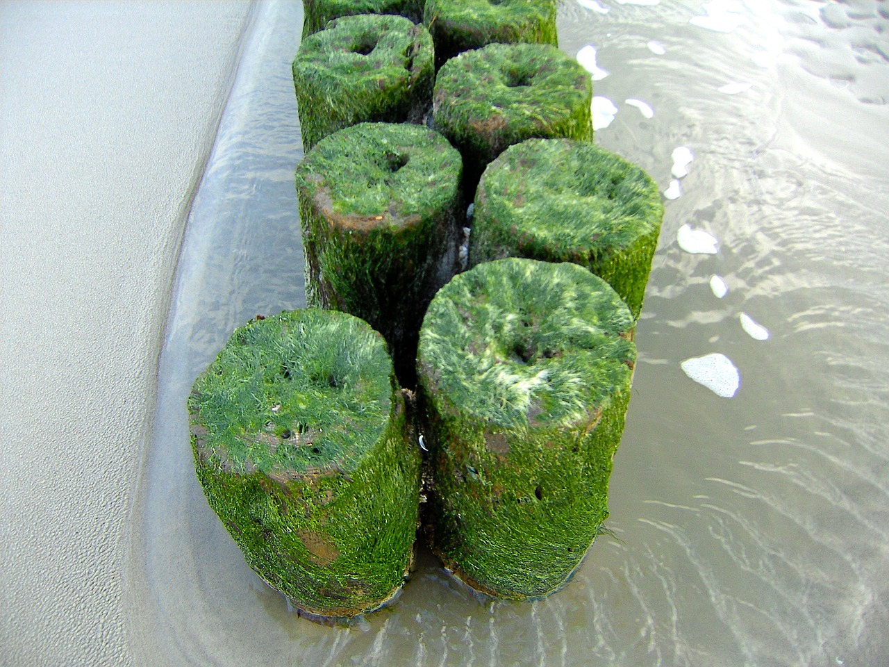 sea bungalow seaweed free photo