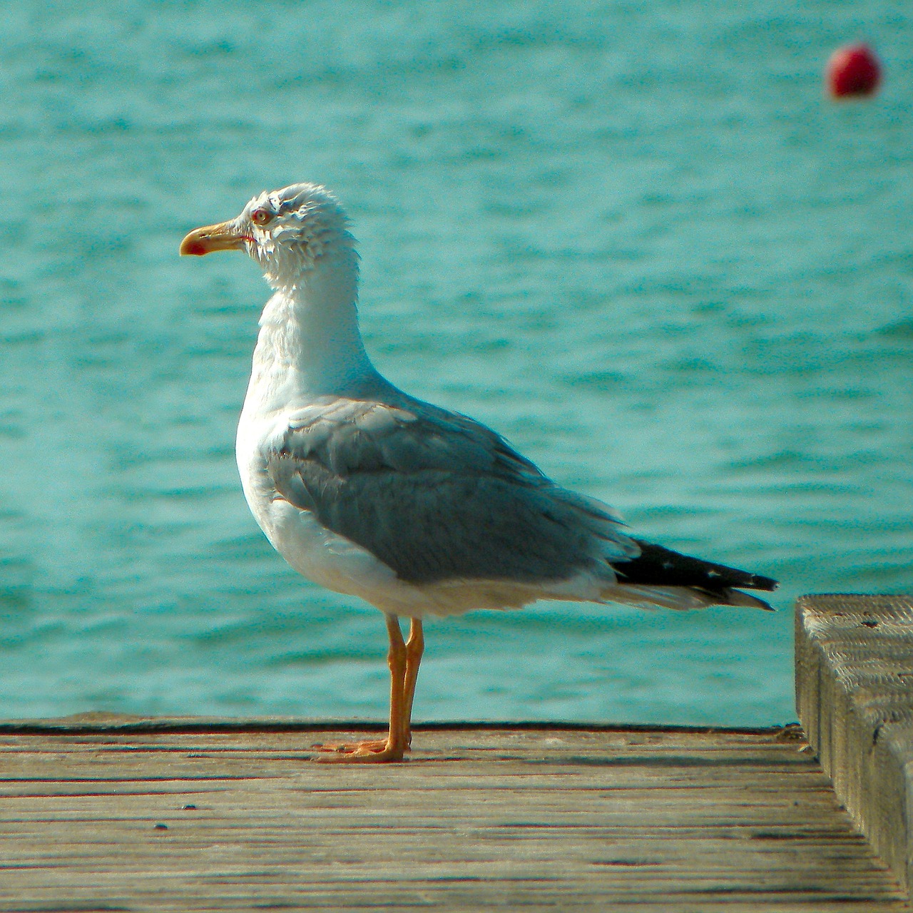 sea seagull bird free photo