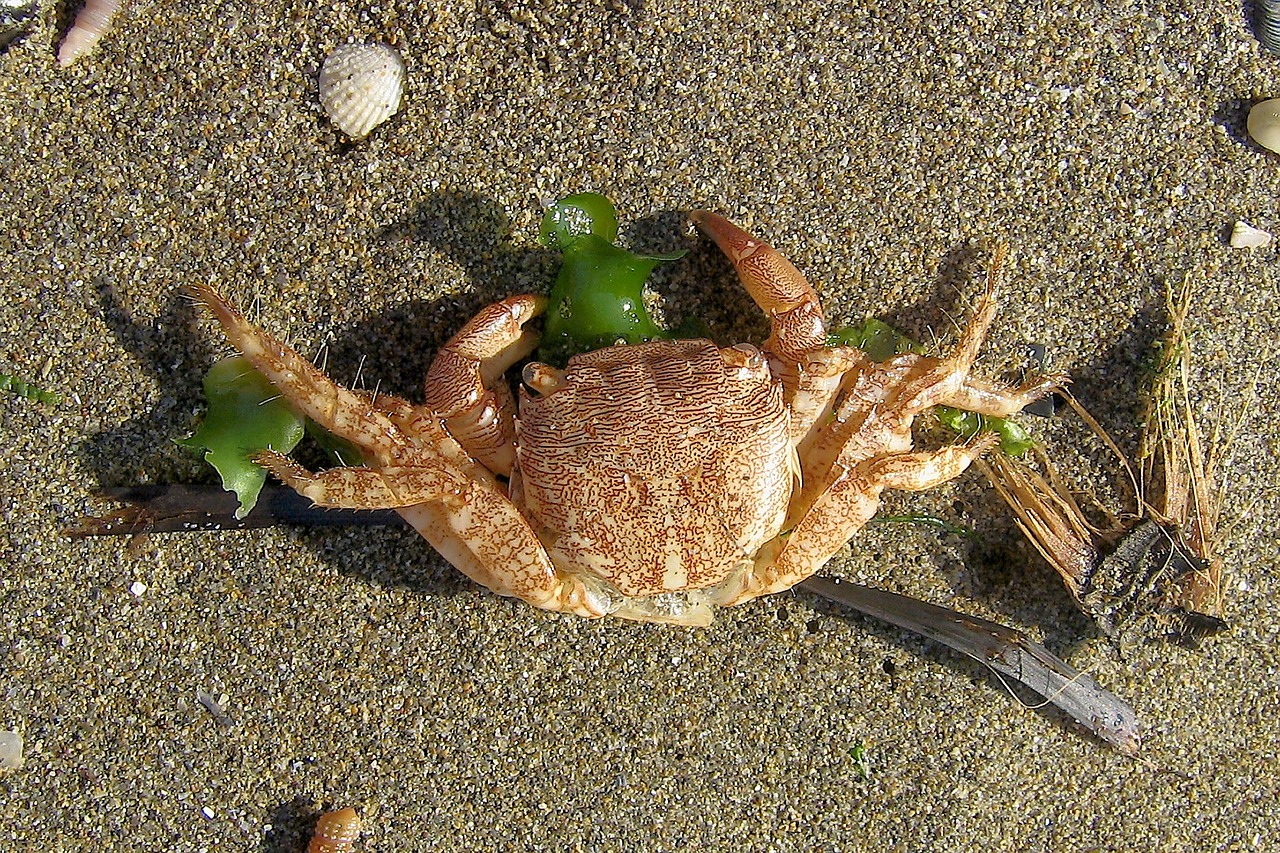 sea crab beach free photo