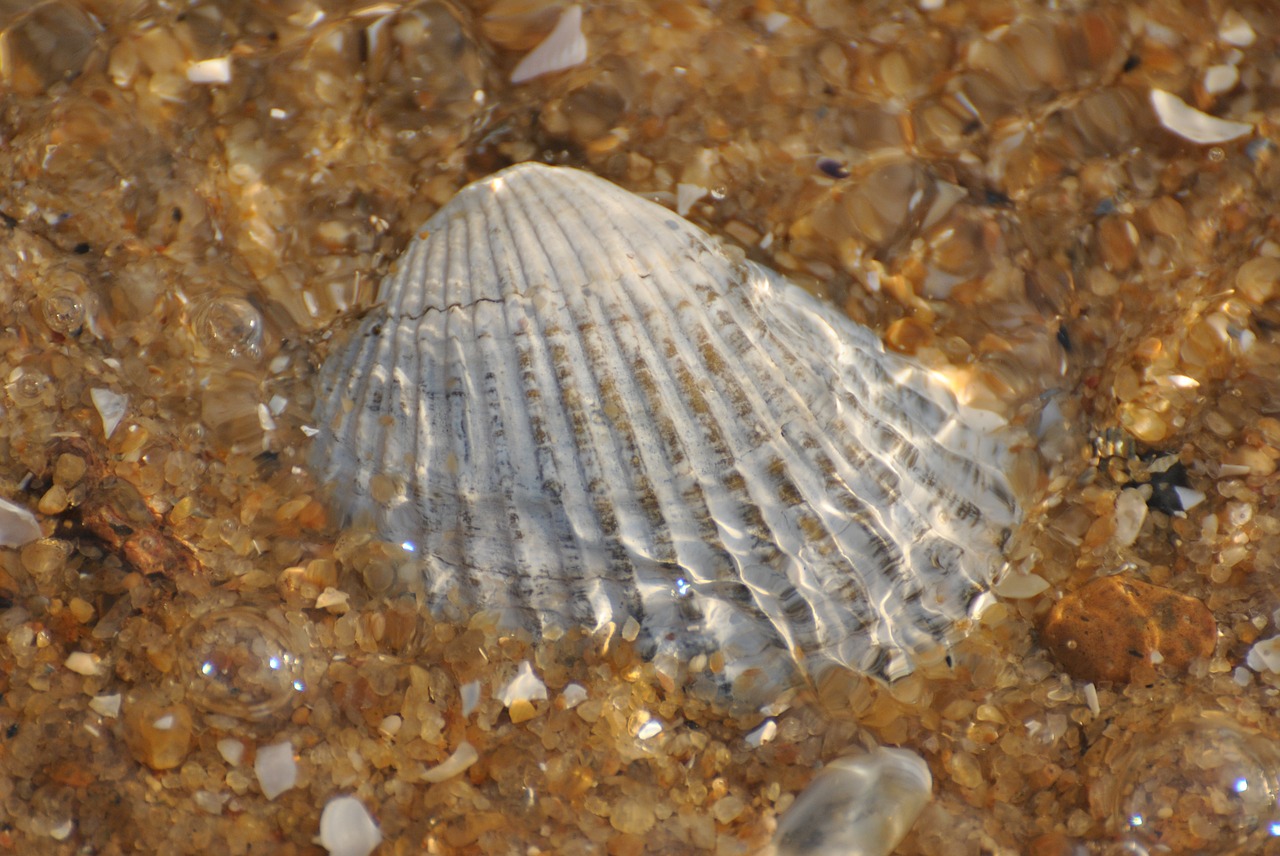 sea shell shells free photo