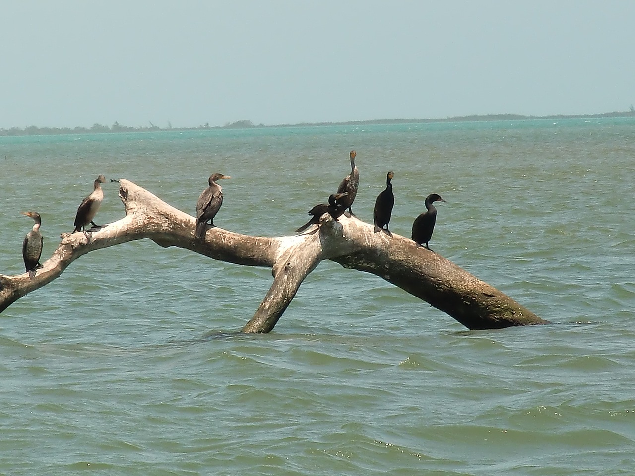 sea birds water free photo