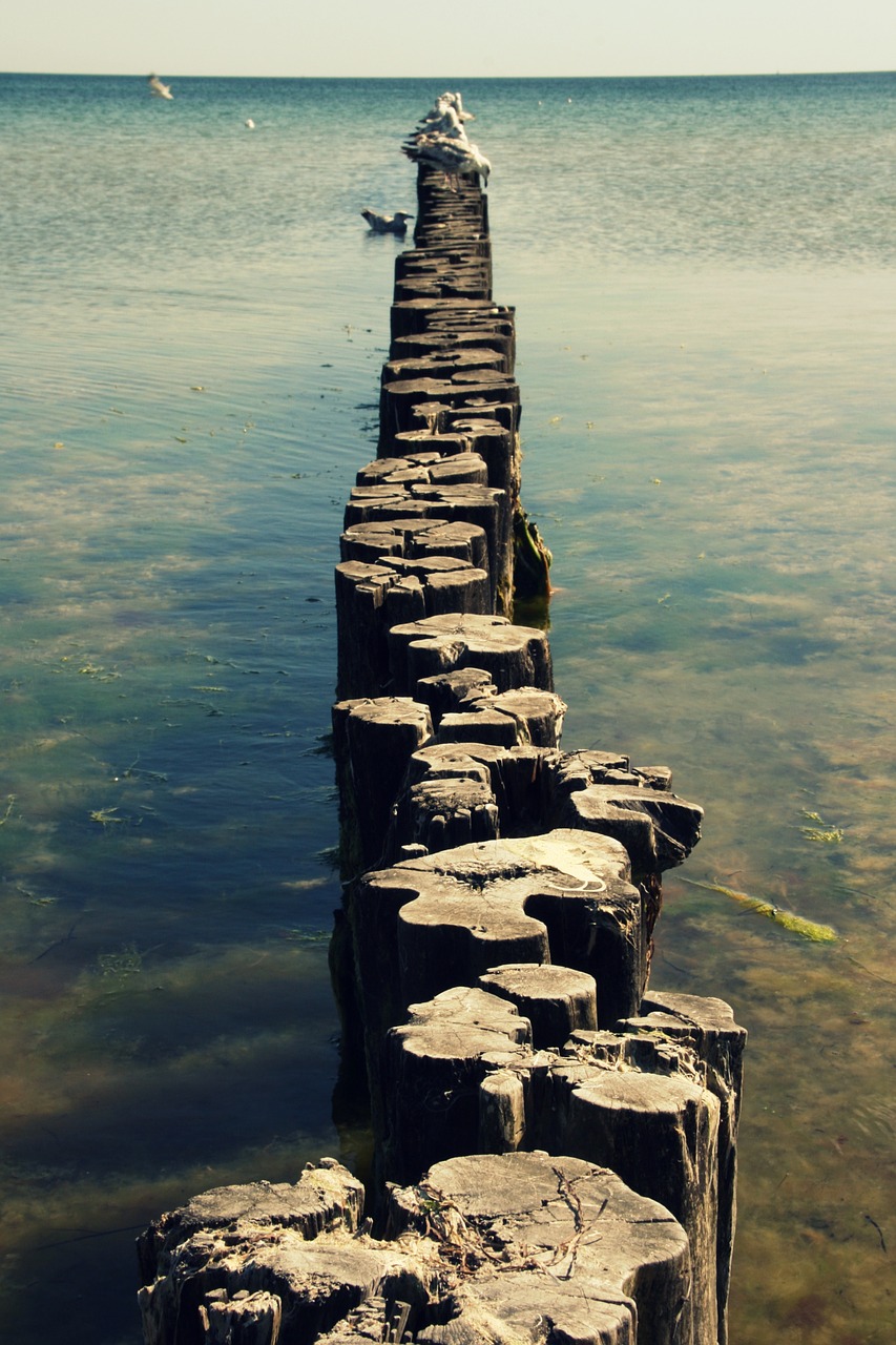 sea nature horizon free photo