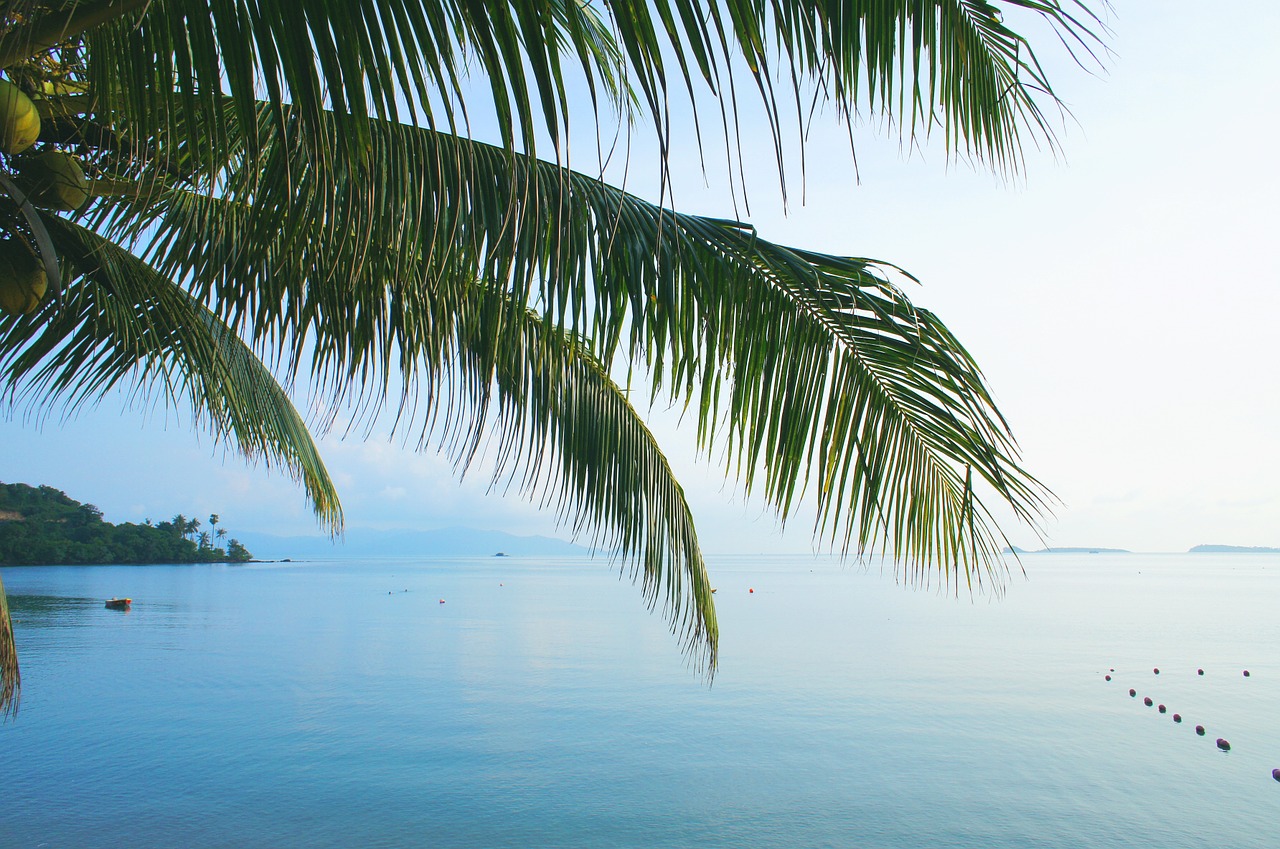 sea palm blue free photo