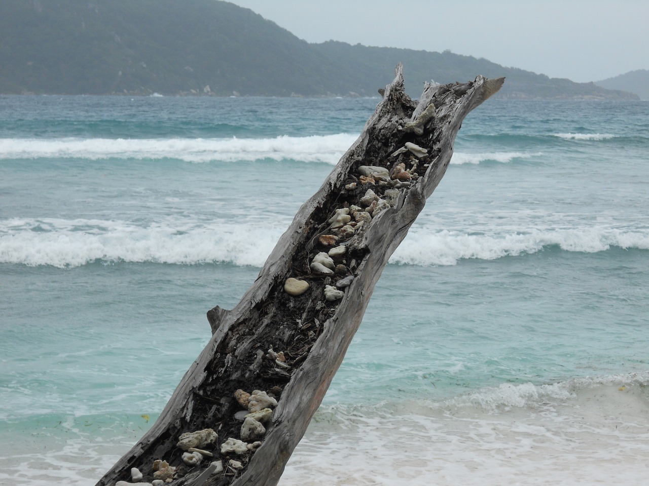 sea mussels tree stocking free photo