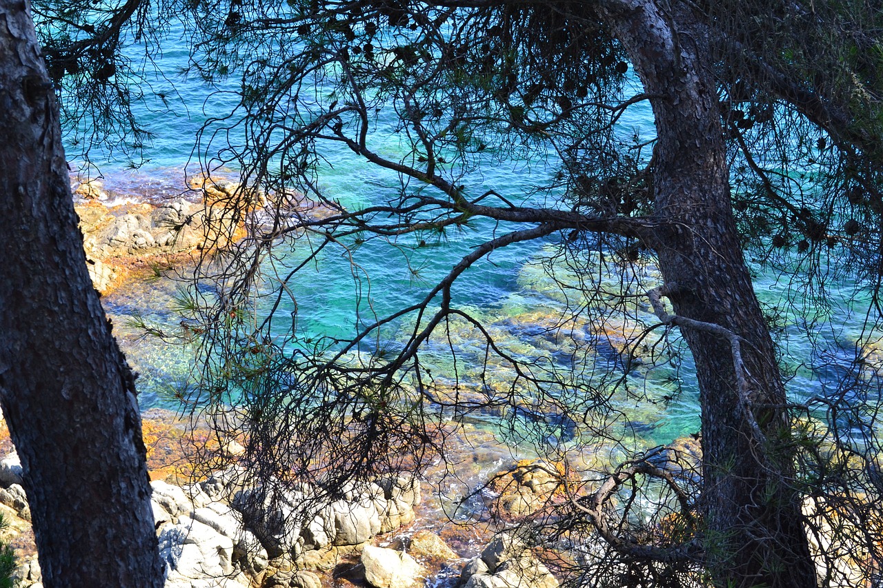 sea turquoise pine free photo