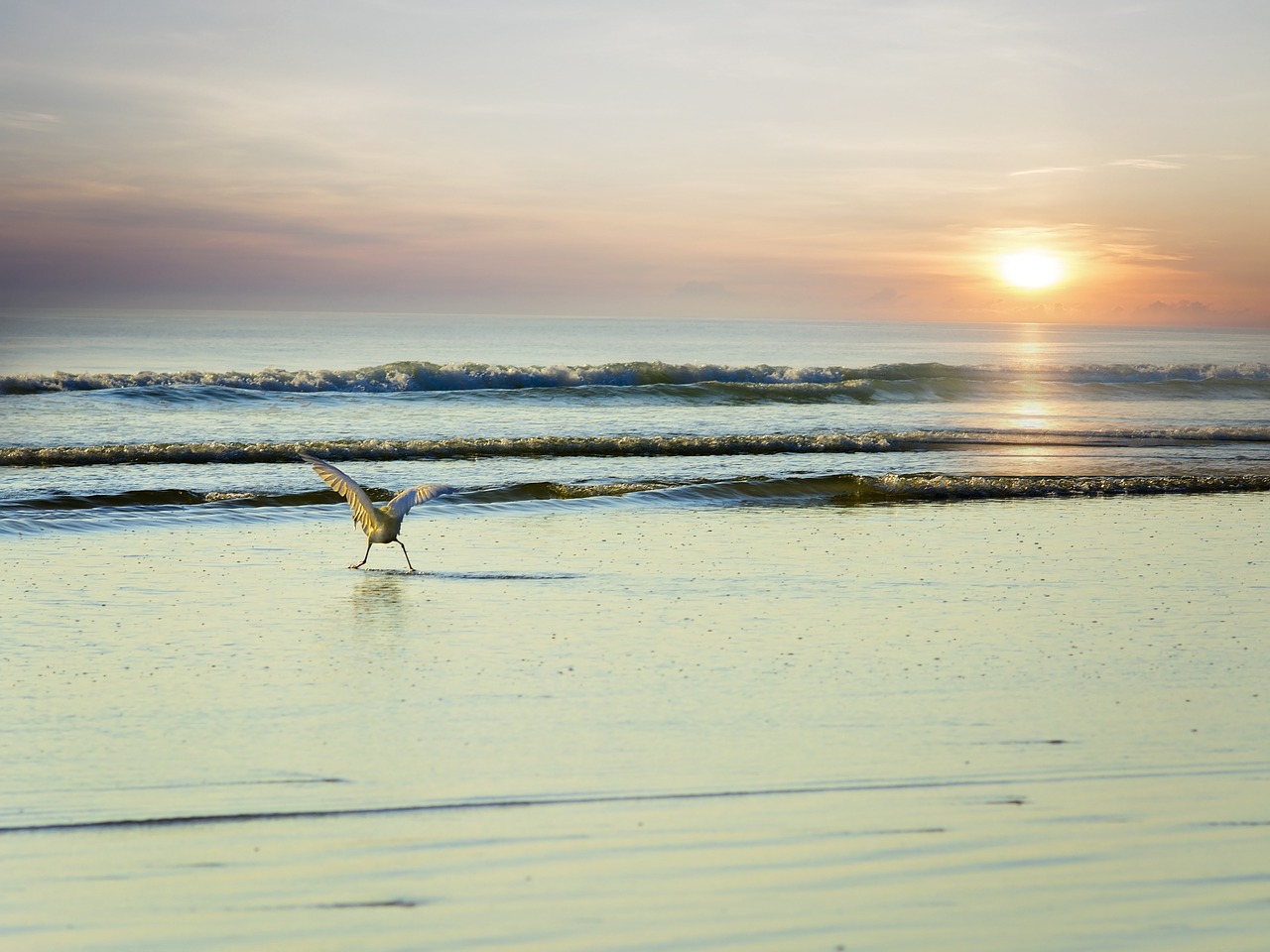 sea gull sun free photo