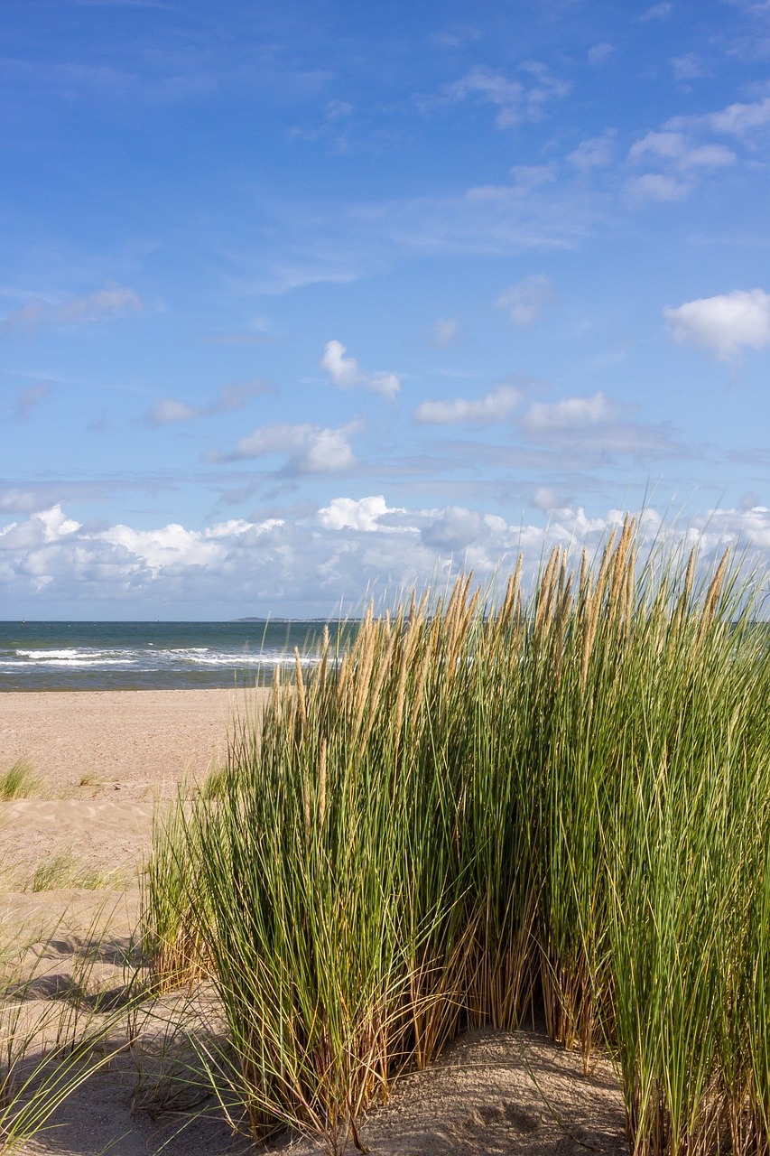 sea beach dunes free photo
