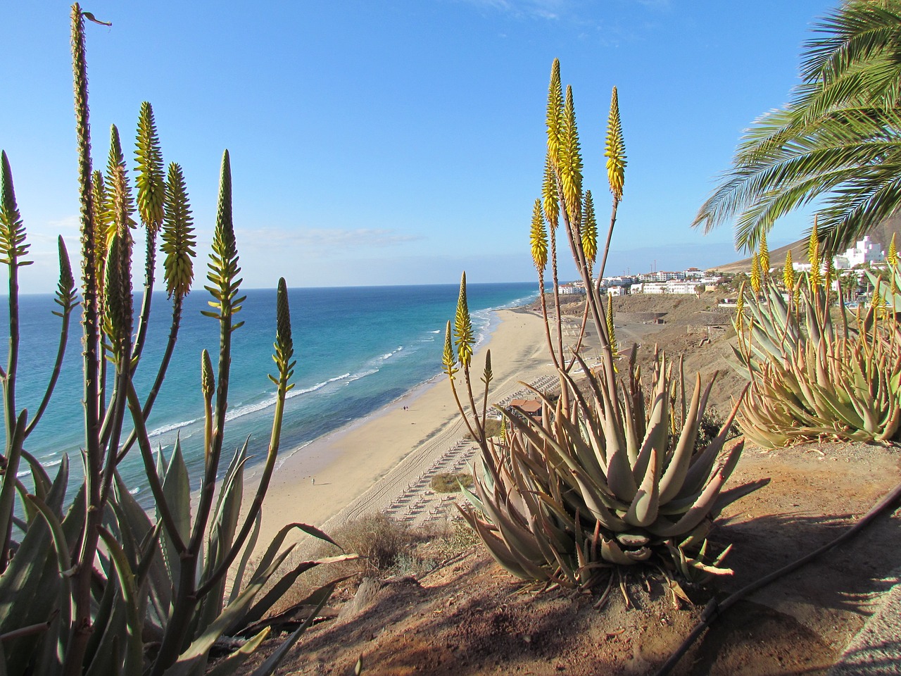 sea beach sand free photo