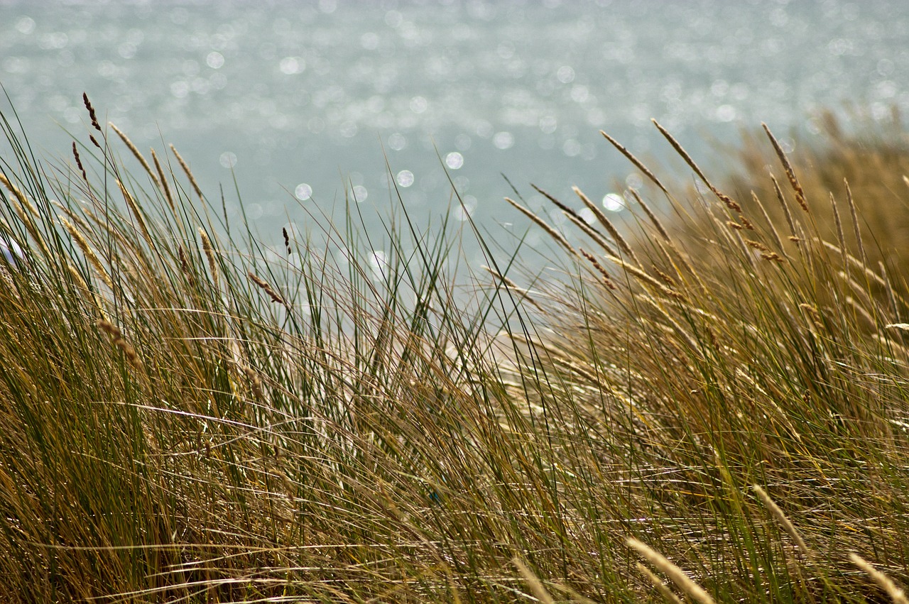 sea baltic sea coast free photo