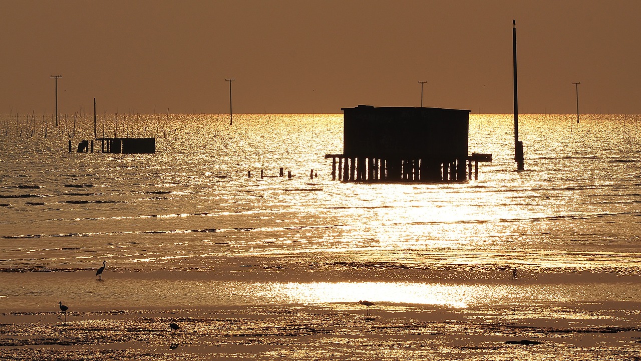 sea sunrise bird free photo