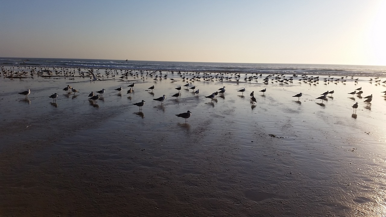 sea beach seagulls free photo