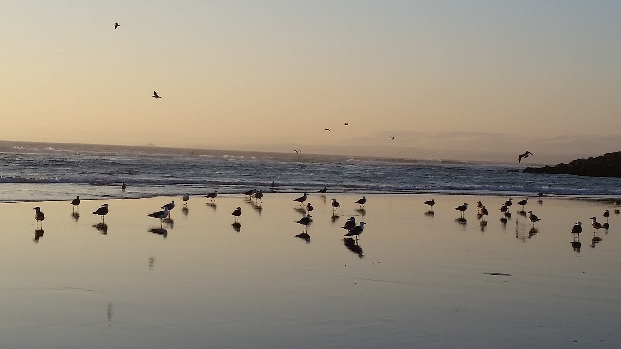 sea beach seagull free photo