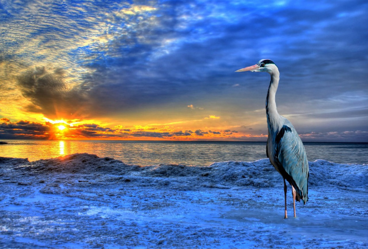 heron bird sea free photo