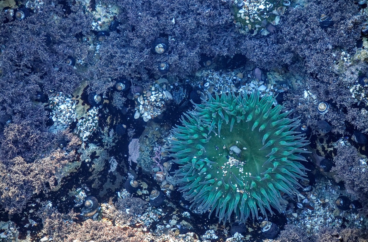 sea anemone anemone reef free photo
