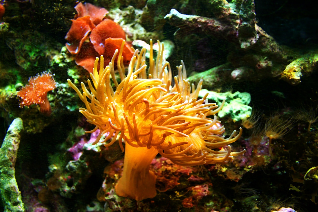 sea anemone aquarium jellyfish free photo