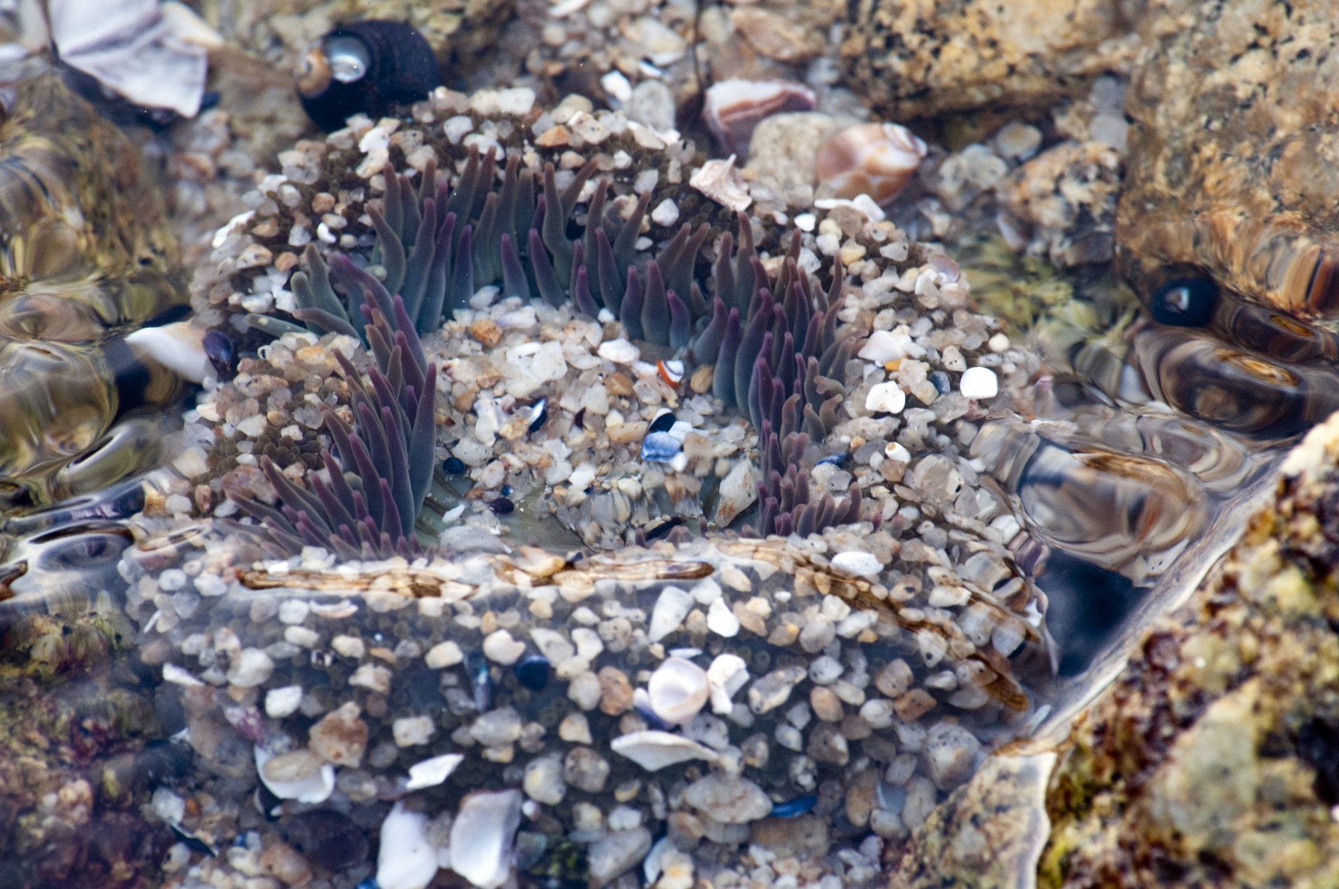 sea anemone anemone close-up free photo