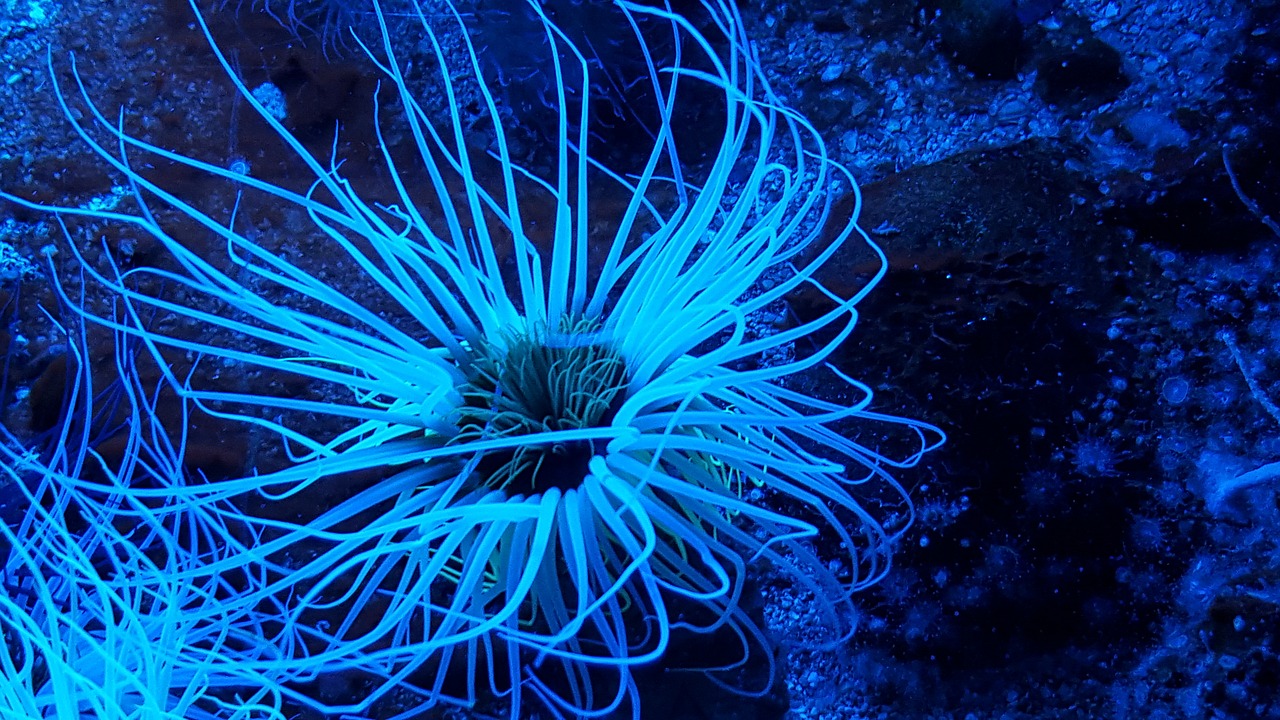 sea anemone aquarium ocean free photo