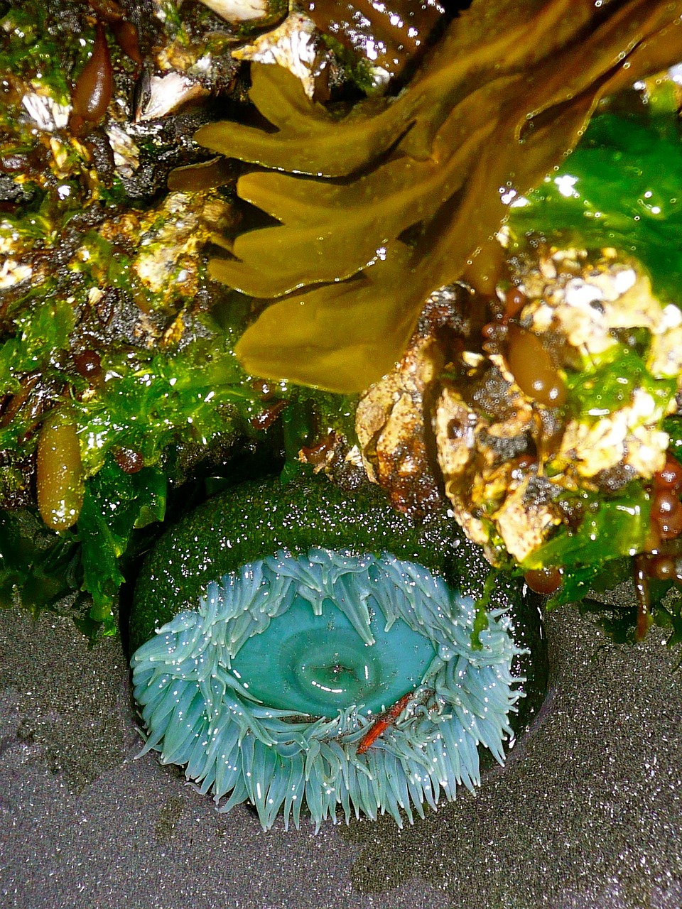 sea anemone tidepool seaweed free photo
