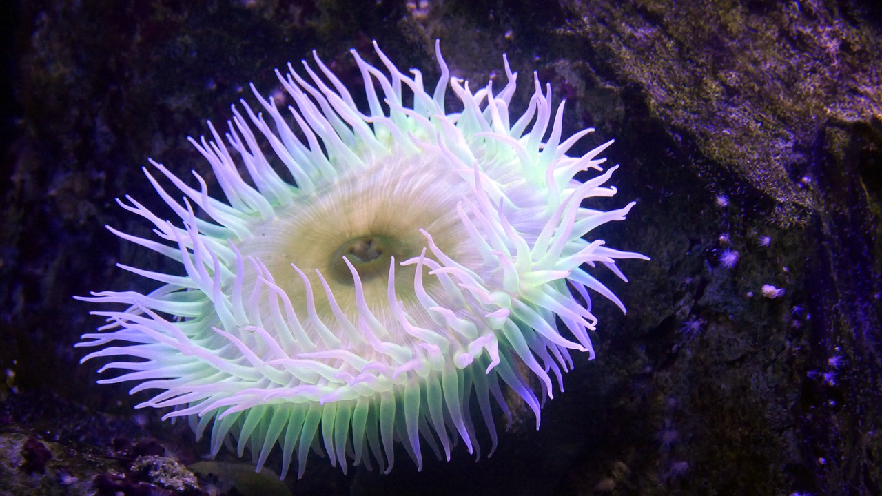 sea anemone  coral reef  creature free photo