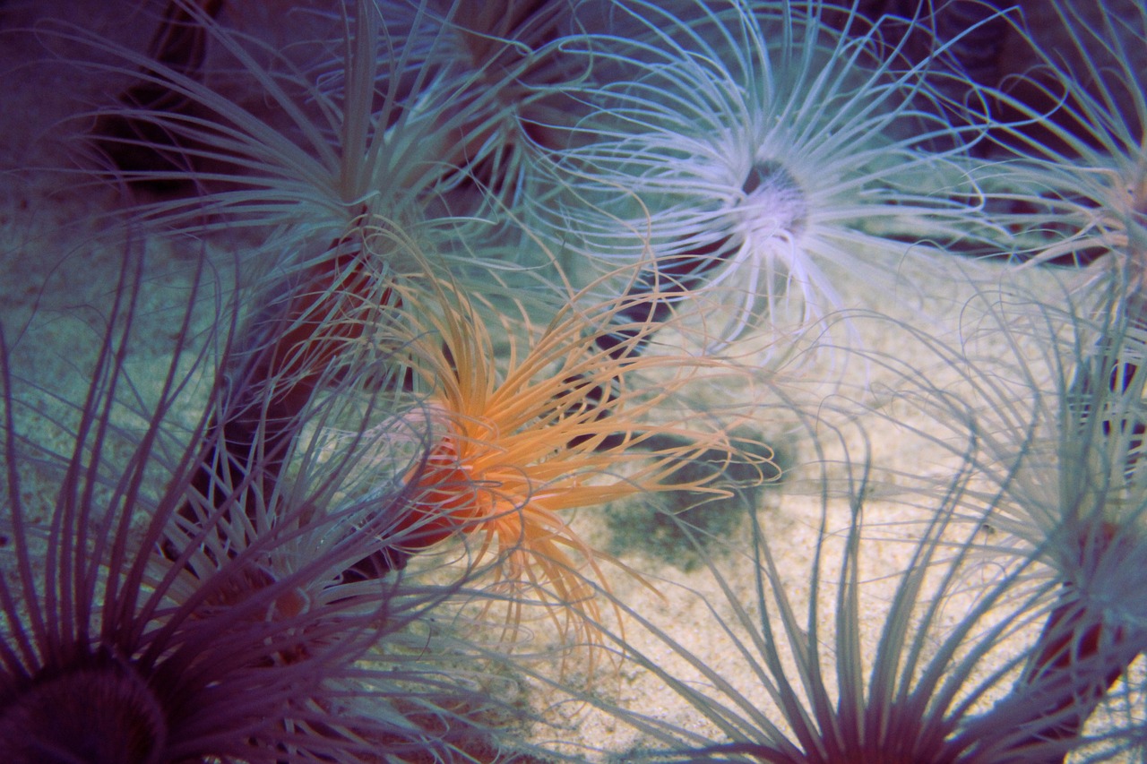 sea anemone  jellyfish  aquarium free photo