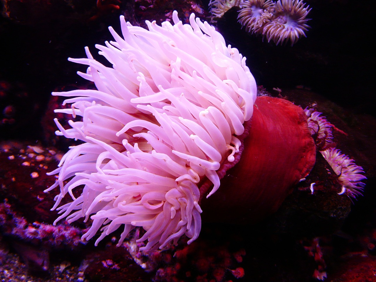 sea anemone anemone water free photo
