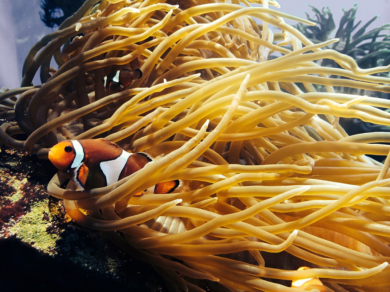sea anemone anemone fish free photo