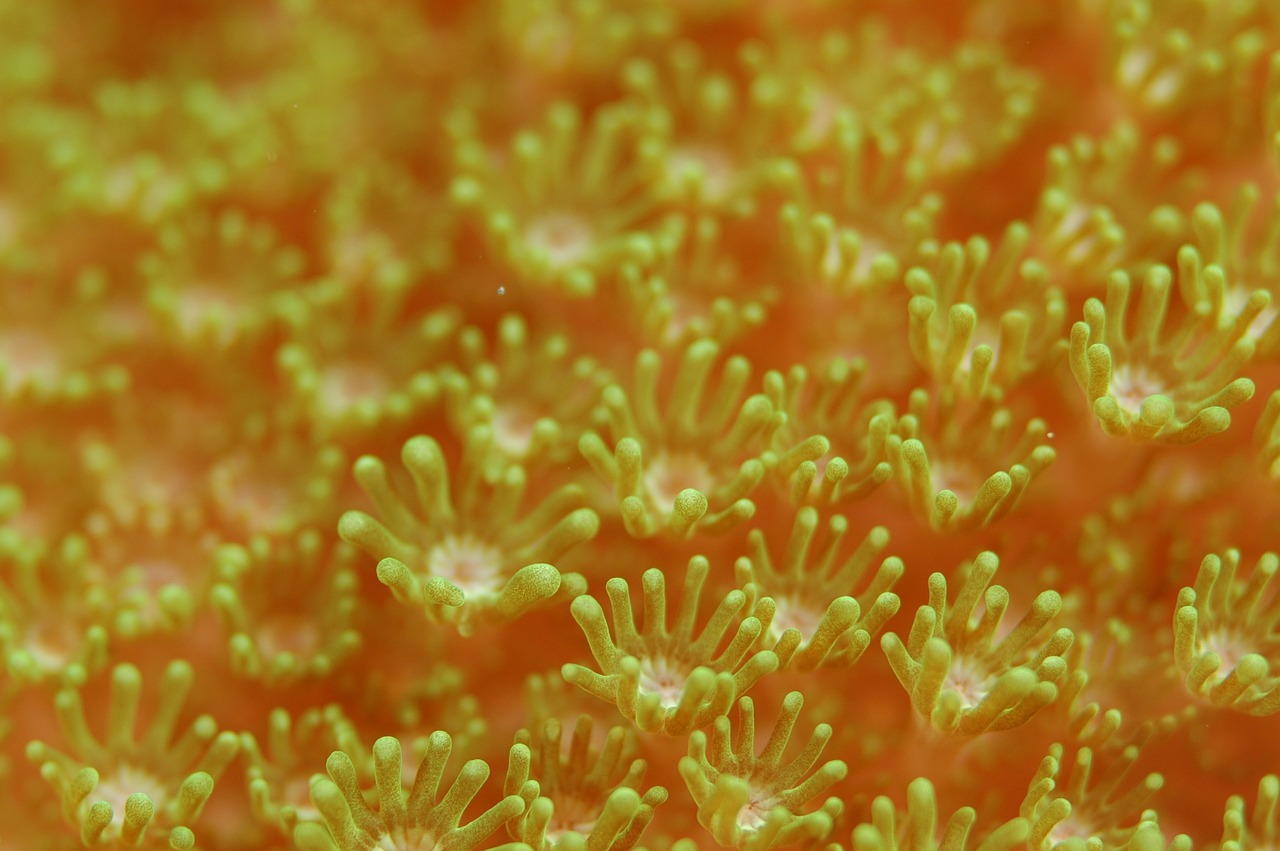 sea anemone anemone underwater life free photo
