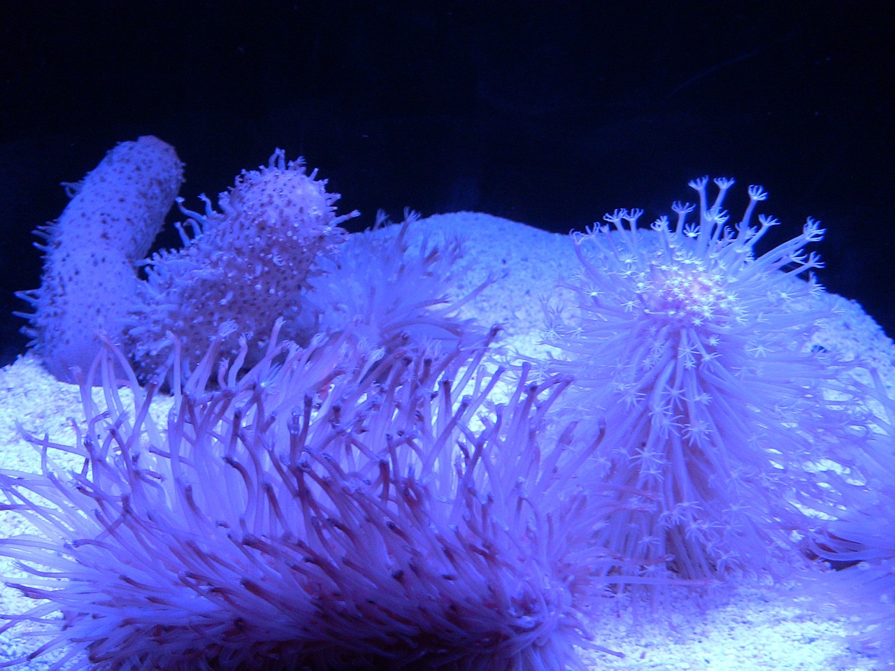 sea anemone aquarium sumida aquarium free photo