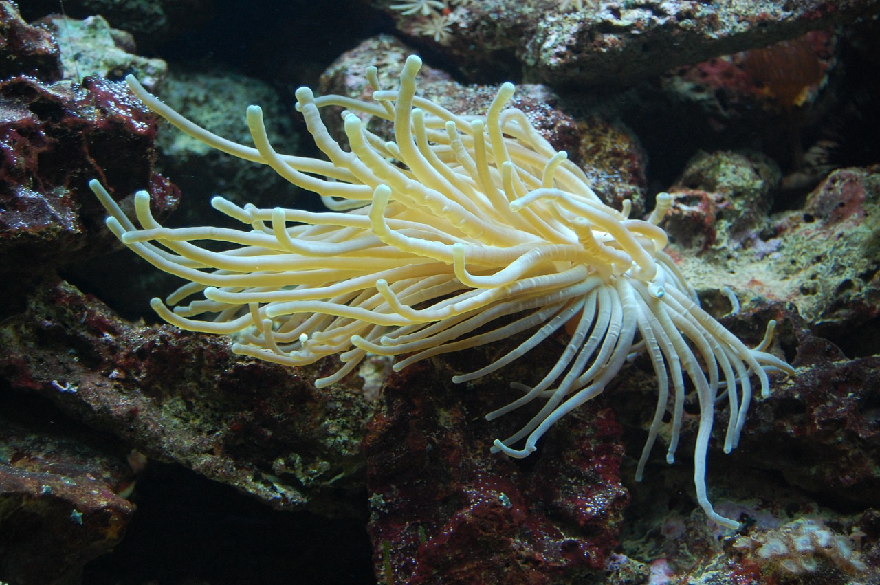 sea anemone aquarium meeresbewohner free photo