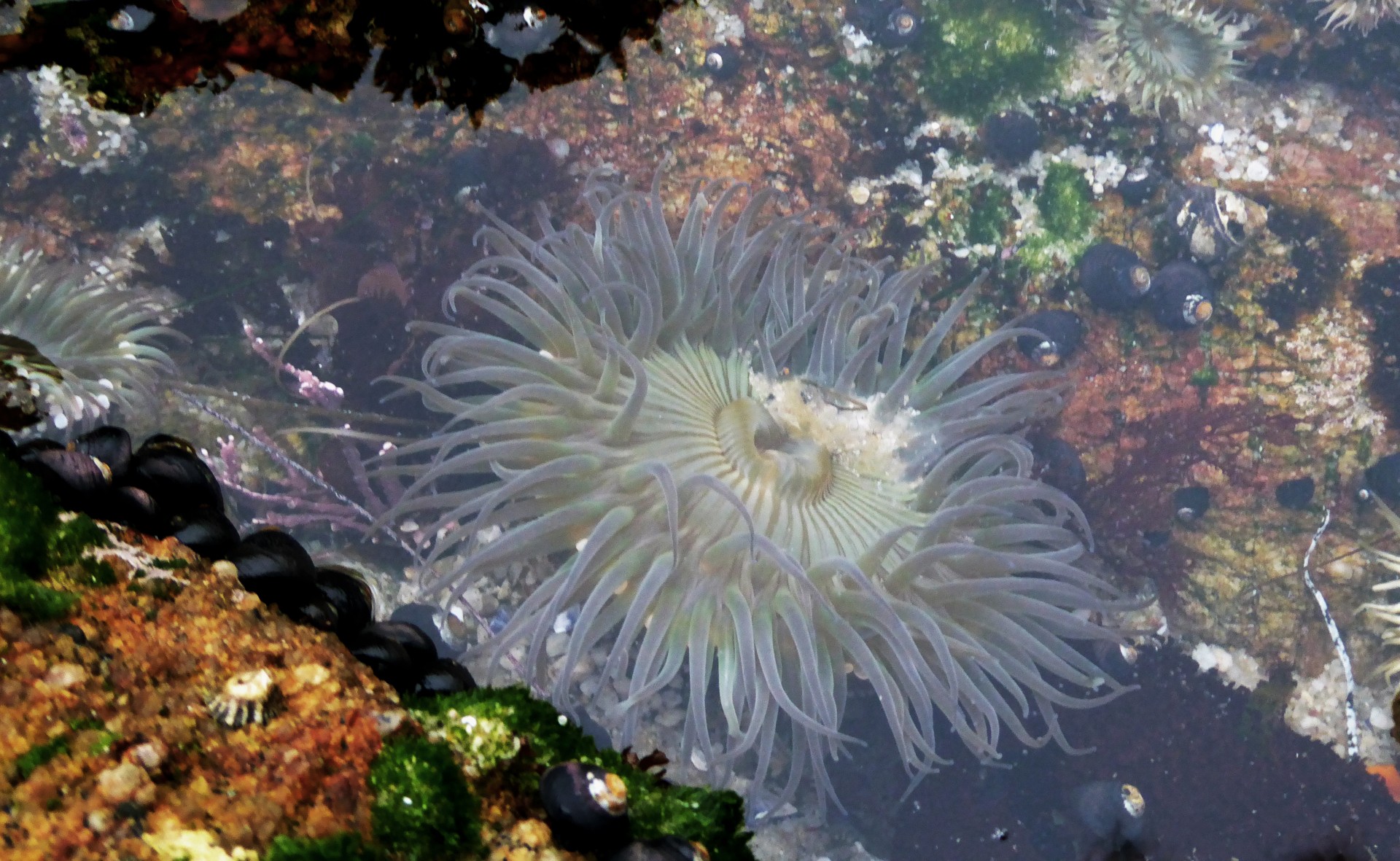 ocean sea tidepool free photo