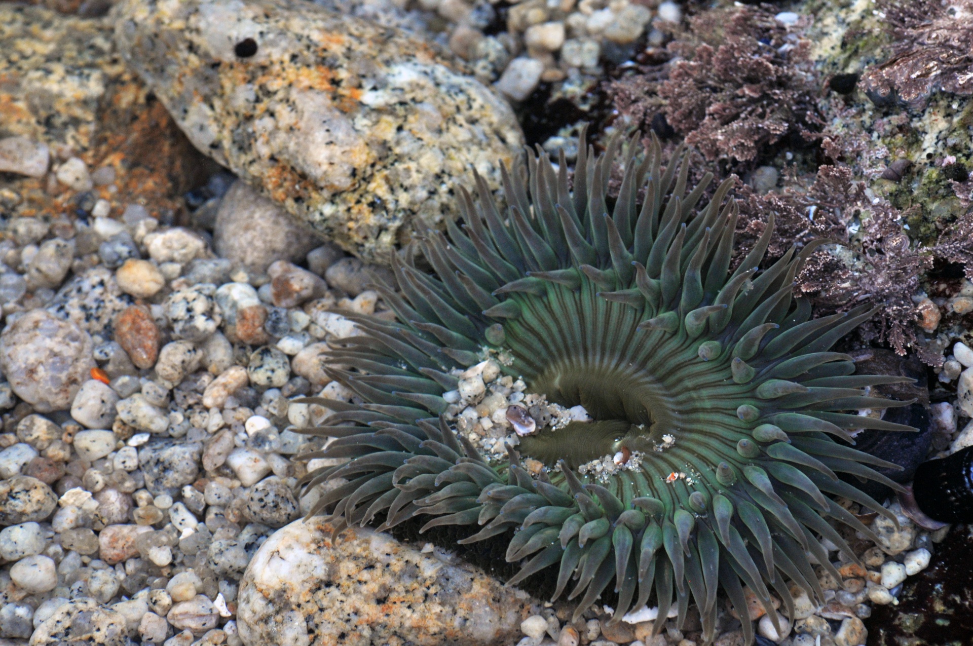 sea anemone terrestrial flower ocean free photo