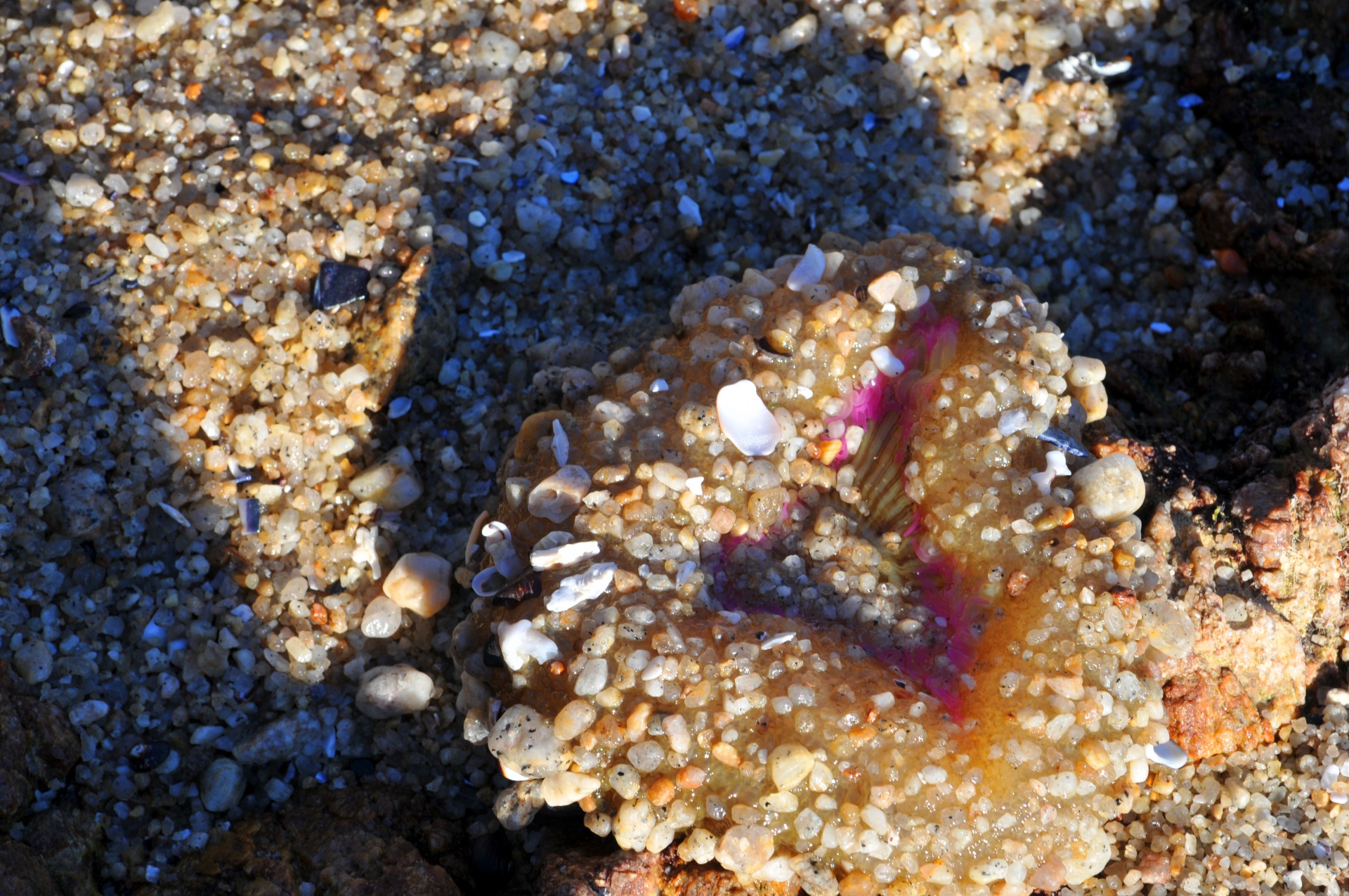 sea anemone ocean sea free photo