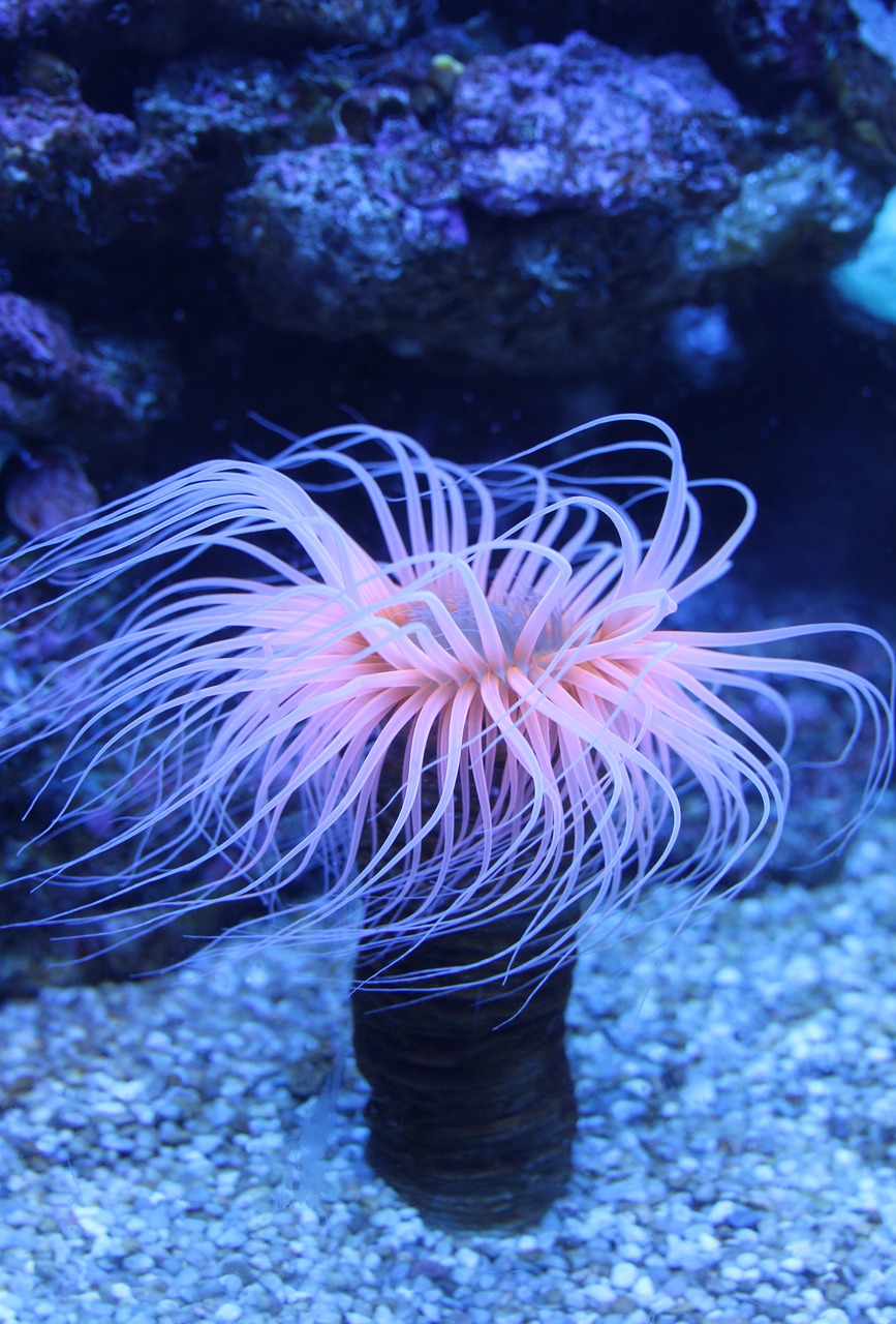 sea anemones water lilies ocean free photo