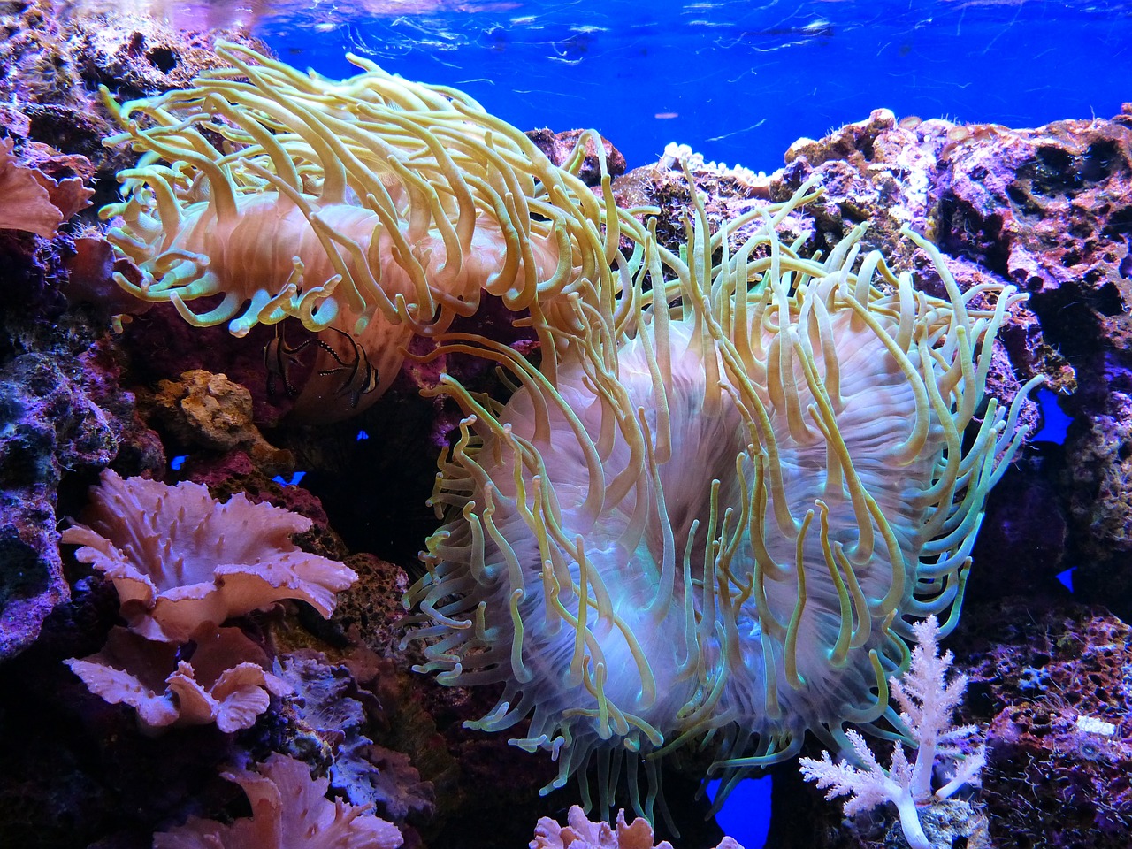 sea anemones aquarium actiniaria free photo