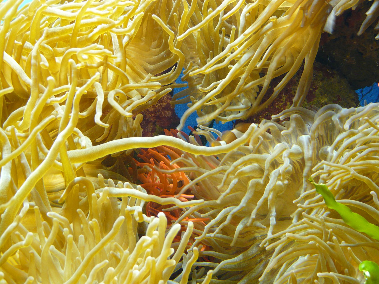 sea anemones aquarium actiniaria free photo