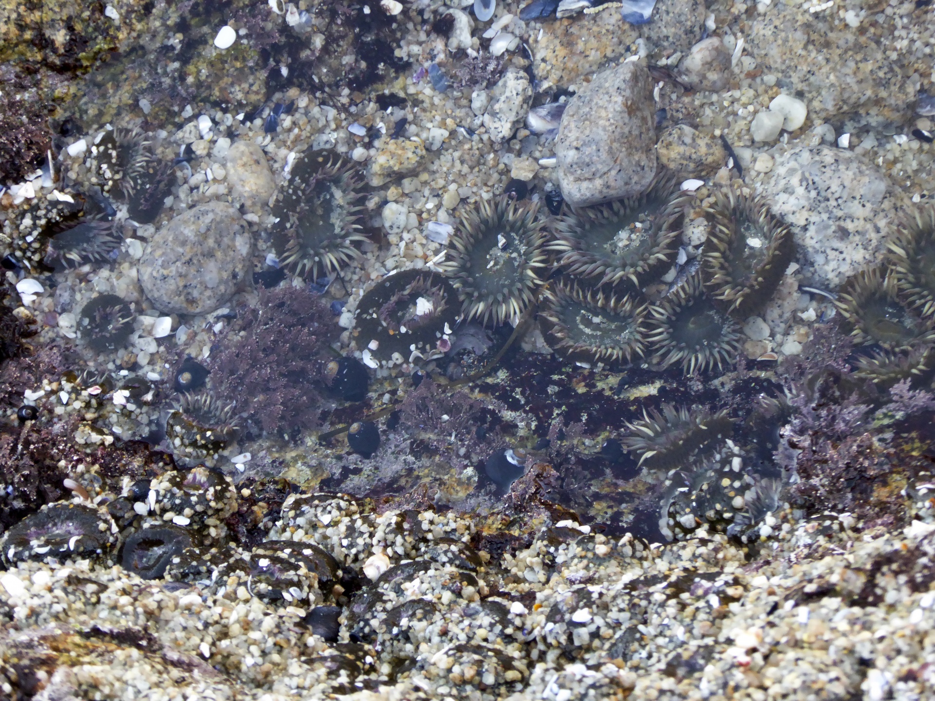 sea anemone sea anemones tidepool free photo