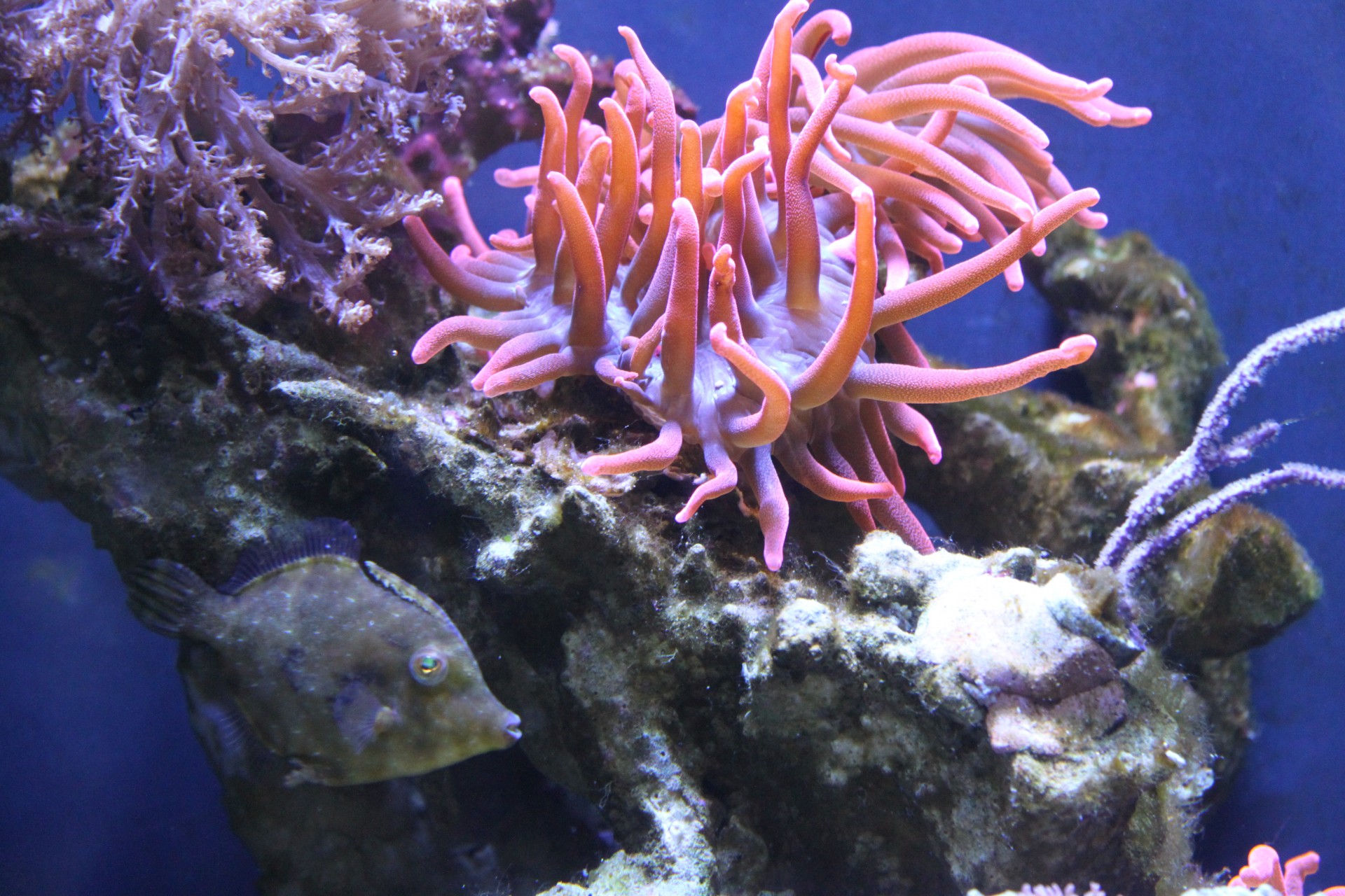 sea anemone anemone ocean free photo
