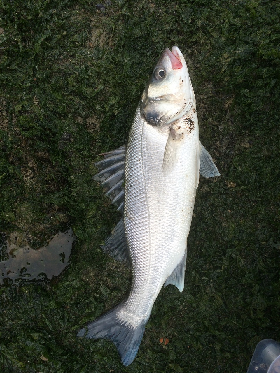 sea ​​bass fish sea free photo