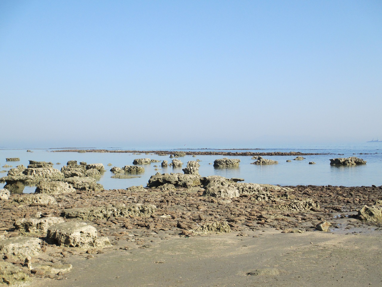 sea beach coral nature free photo