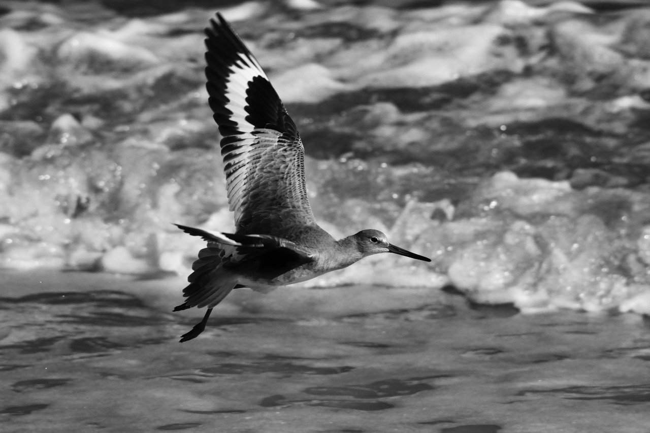 sea bird ocean bird free photo