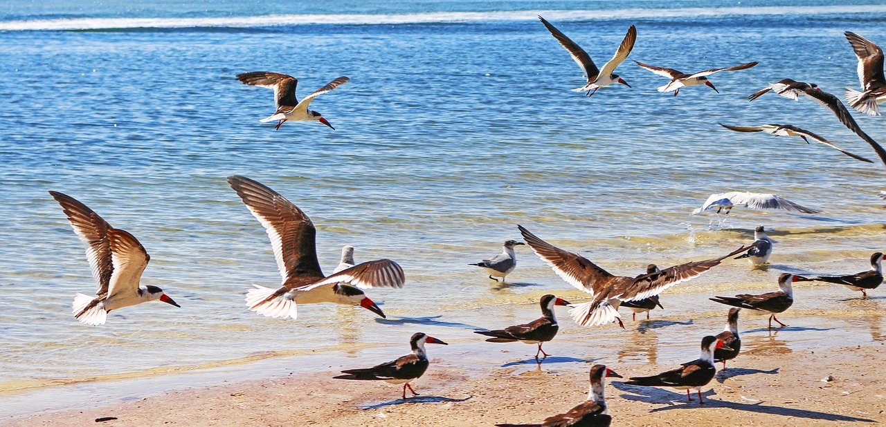 sea bird american black skimmer peak scissors free photo