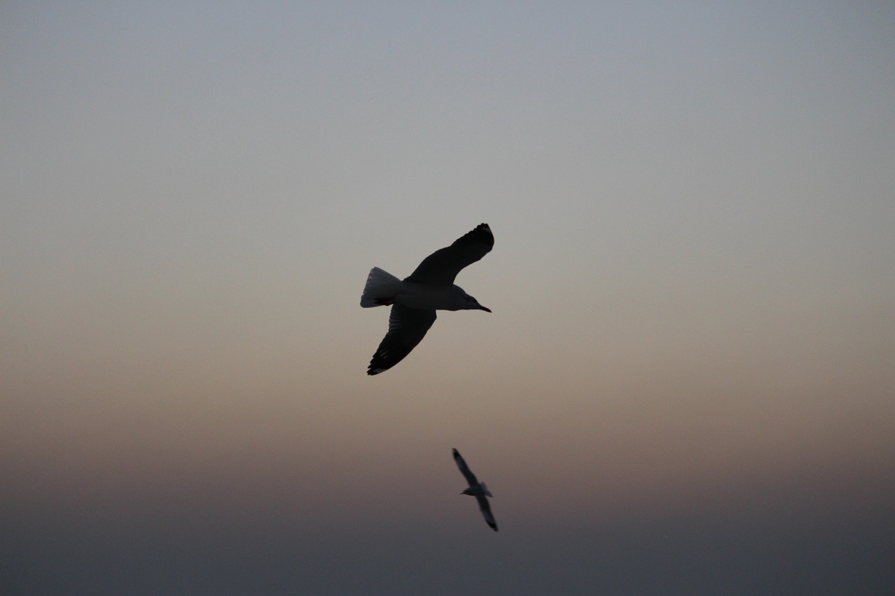 sea bird sea beach nature free photo