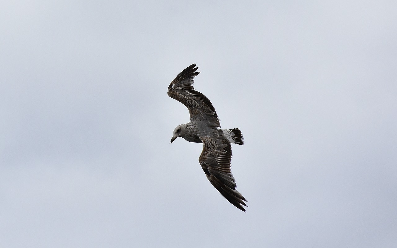 sea bird  seagull  sea free photo