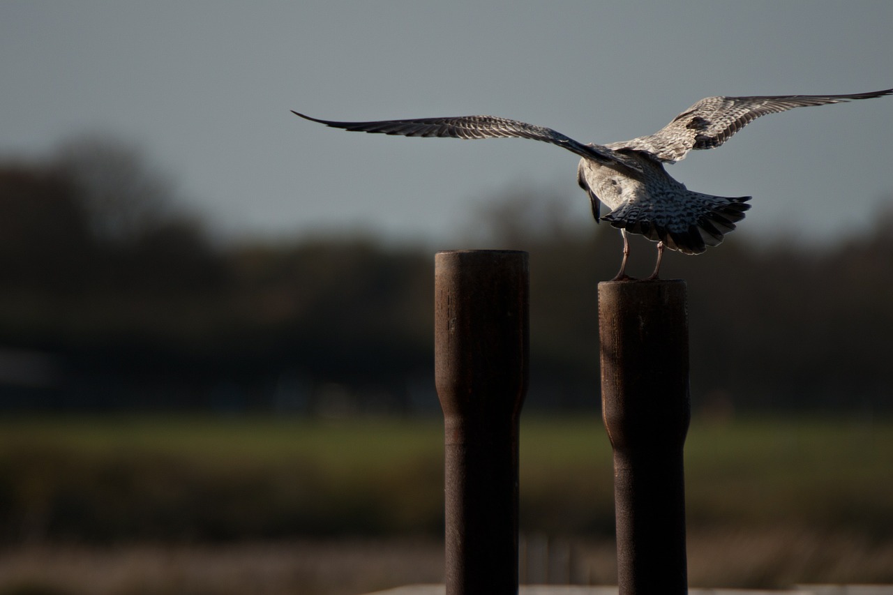 sea bird landing iron post free photo