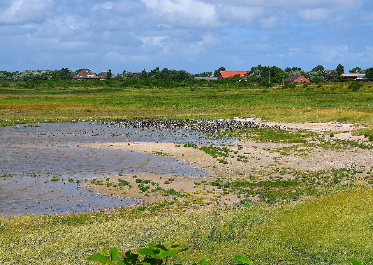 sea birds watt meadow nature reserve free photo