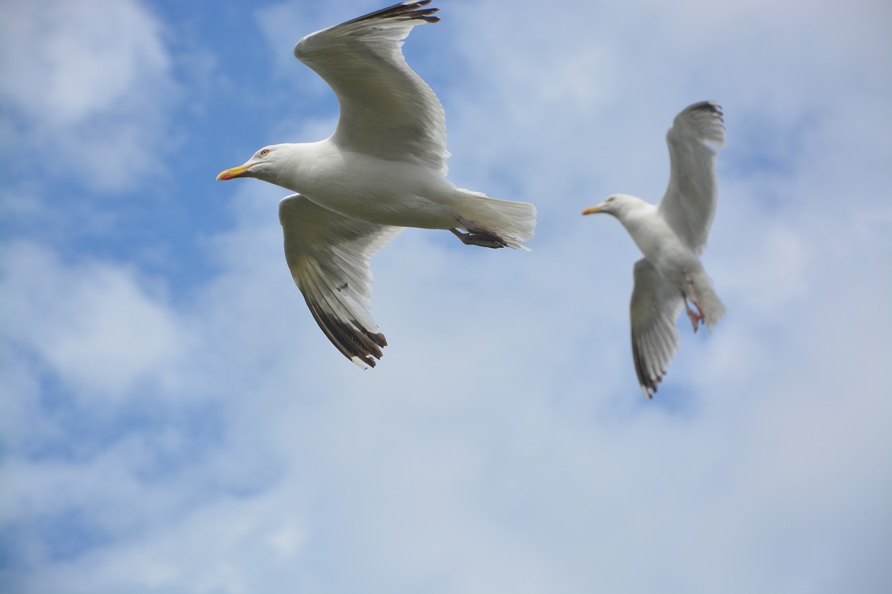 sea birds gulls seagulls free photo