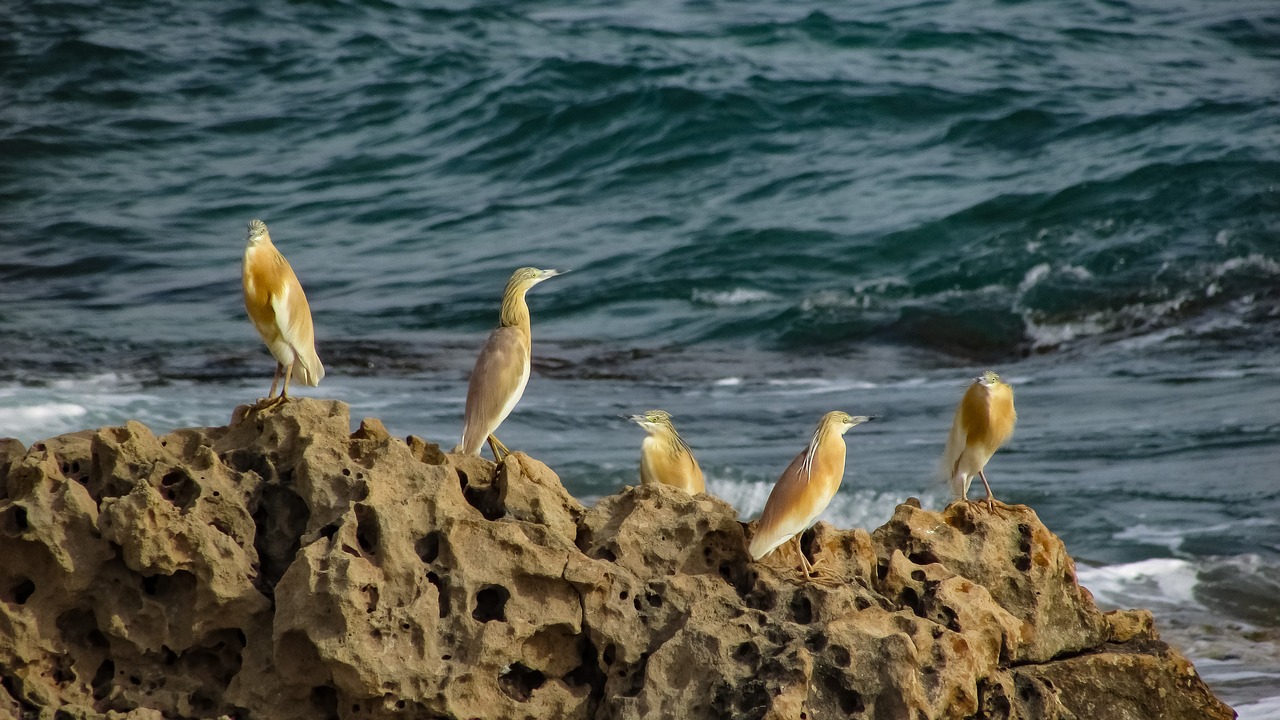 sea birds  wildlife  sea free photo